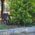 Cinghiale met la circulation en vrille dans le quartier Prati de Rome et tente de pénétrer dans des copropriétés : la police intervient pour « l'escorter »