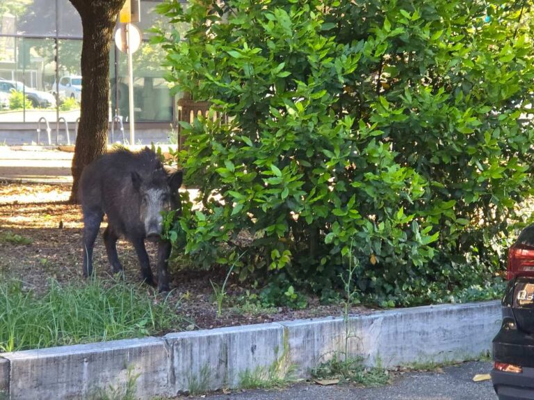 Cinghiale met la circulation en vrille dans le quartier Prati de Rome et tente de pénétrer dans des copropriétés : la police intervient pour « l'escorter »