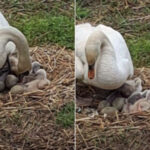 Surprendre! 7 cygnes sont nés sur le lac Trasimène : le spectacle enchante les habitants et les touristes (qui ont protégé le nid)