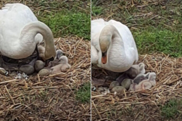 Surprendre! 7 cygnes sont nés sur le lac Trasimène : le spectacle enchante les habitants et les touristes (qui ont protégé le nid)