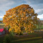 Ce chêne de 400 ans a été élu Arbre européen de l'année 2026 (après avoir été presque oublié)