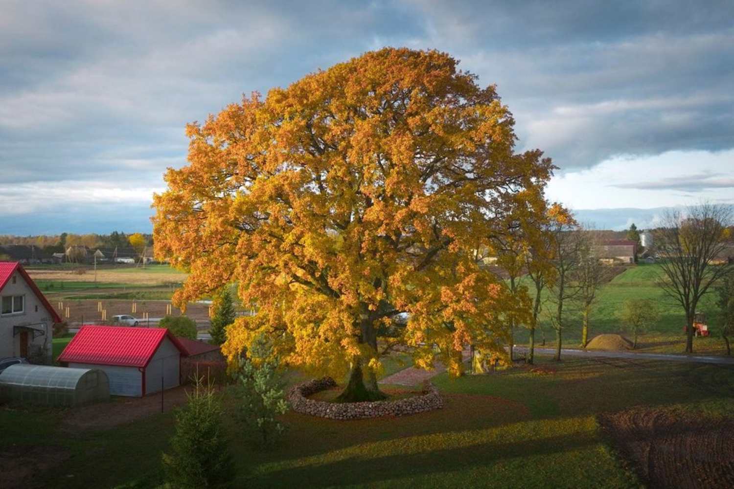 Albero dell