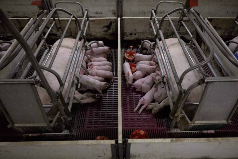 La chef étoilée Chiara Pavan s'élève contre les cages en élevage intensif : « J'y ai apposé ma signature, maintenant à votre tour »