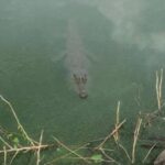« Il y a un crocodile dans le lac Masiano à Pistoia » : les recherches commencent après l'observation présumée