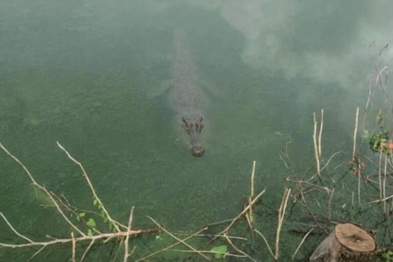 « Il y a un crocodile dans le lac Masiano à Pistoia » : les recherches commencent après l'observation présumée