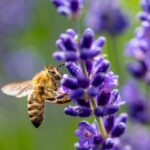 Pourquoi arrêter de tondre le gazon (au moins dans un coin) pourrait sauver les abeilles de votre ville