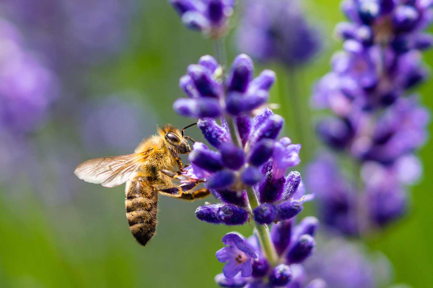 fleurs et abeilles