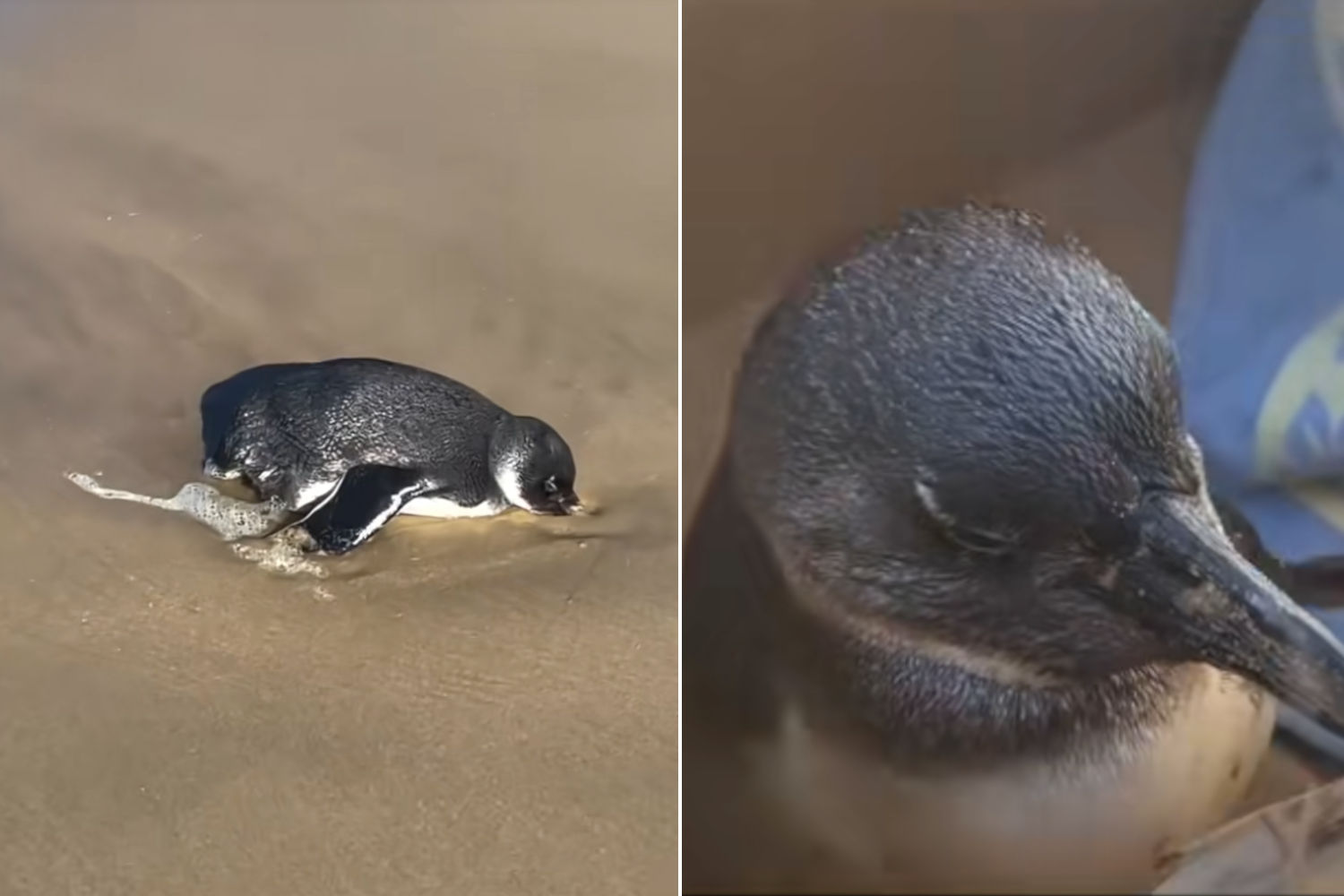 Pinguino africano salvato