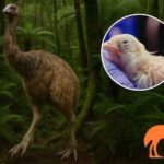 La nouvelle folie de la désextinction : redonner vie au moa géant disparu depuis 600 ans (grâce à un œuf artificiel)