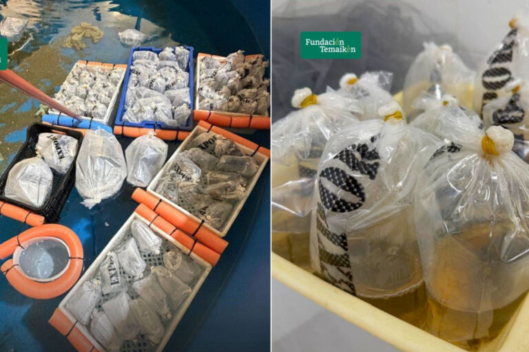 Poissons, étoiles de mer et poulpes enfermés pendant des jours dans des sacs en plastique : plus de 700 animaux marins exotiques sauvés du trafic illégal
