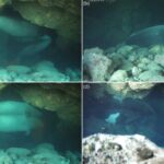Nous obligeons les phoques moines à se cacher dans des grottes immergées pour éviter le tourisme de masse : découverte en Grèce