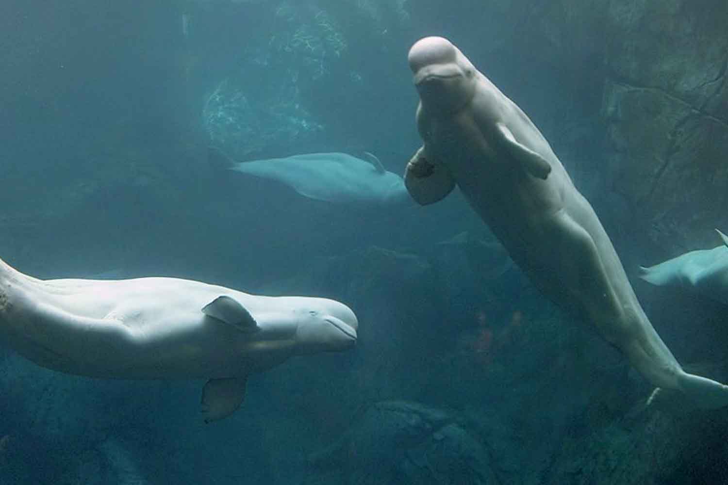 Beluga