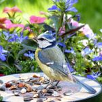 Journée de la Biodiversité : 8 choses simples à faire immédiatement pour rendre votre terrasse ou votre jardin plus vivant