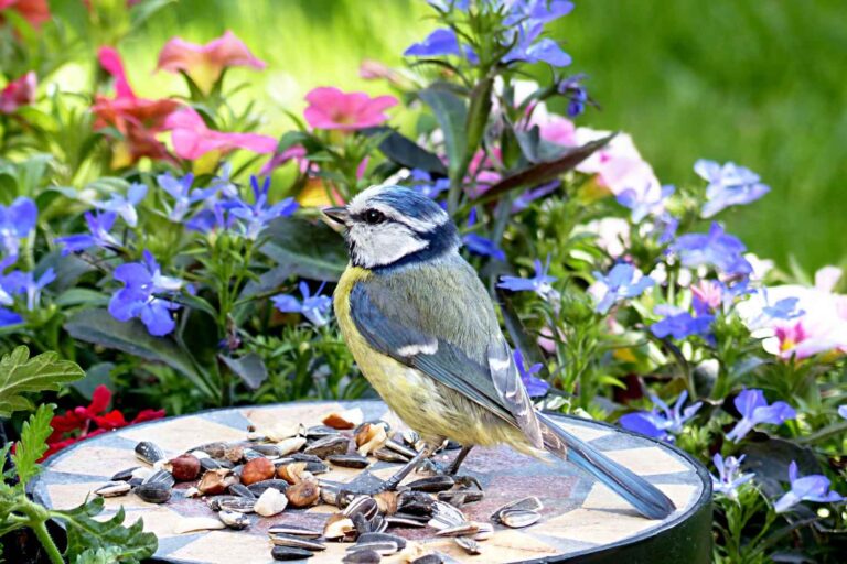 Journée de la Biodiversité : 8 choses simples à faire immédiatement pour rendre votre terrasse ou votre jardin plus vivant