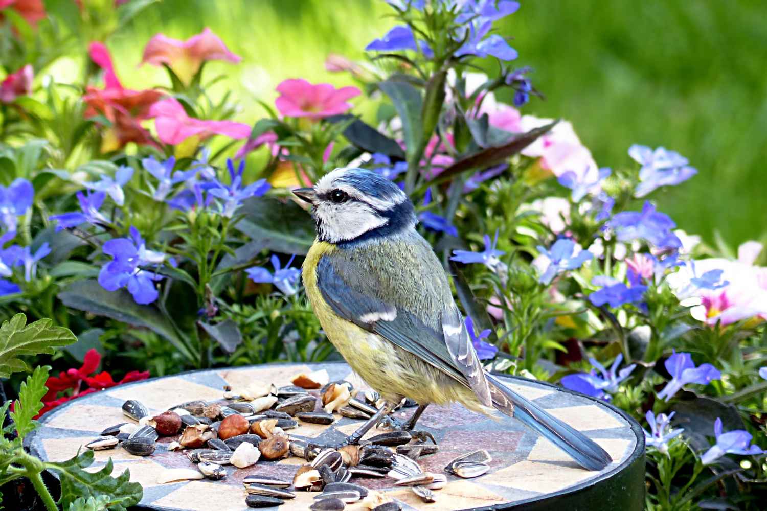 uccelli in giardino
