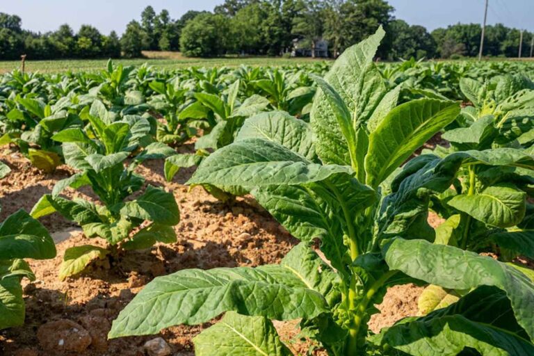 Savez-vous comment le tabac produit de la nicotine ? Un mystère chimique résolu après plus de 200 ans