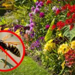 Guêpes au jardin : comment les éliminer sans poison à l'aide d'un sac plastique