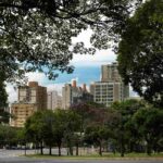 Arbres en ville contre chaleur extrême : la verdure urbaine réduit l’effet d’îlot de chaleur plus que prévu