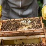 Des milliers d'abeilles exterminées en Vénétie en raison d'un empoisonnement présumé aux pesticides : « massacre causé par la bêtise et l'ignorance »