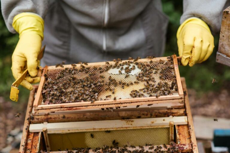 Des milliers d'abeilles exterminées en Vénétie en raison d'un empoisonnement présumé aux pesticides : « massacre causé par la bêtise et l'ignorance »