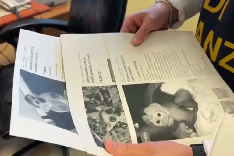 Lémuriens, ratons laveurs et autres espèces protégées vendus en ligne via de fausses publicités : une énorme arnaque déjouée par la finance