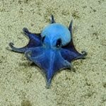 Nouvelle espèce : une adorable et mystérieuse pieuvre bleue ressemblant à un Pokémon découverte dans les profondeurs des Galápagos