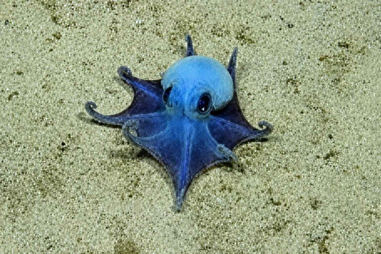 Nouvelle espèce : une adorable et mystérieuse pieuvre bleue ressemblant à un Pokémon découverte dans les profondeurs des Galápagos