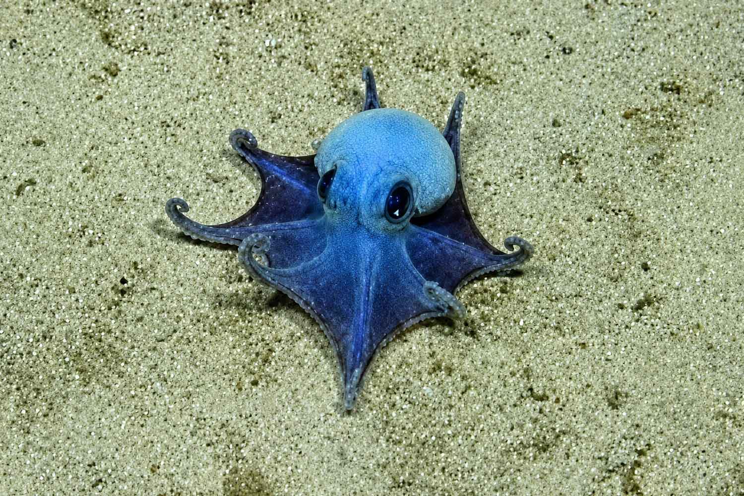 polpo blu