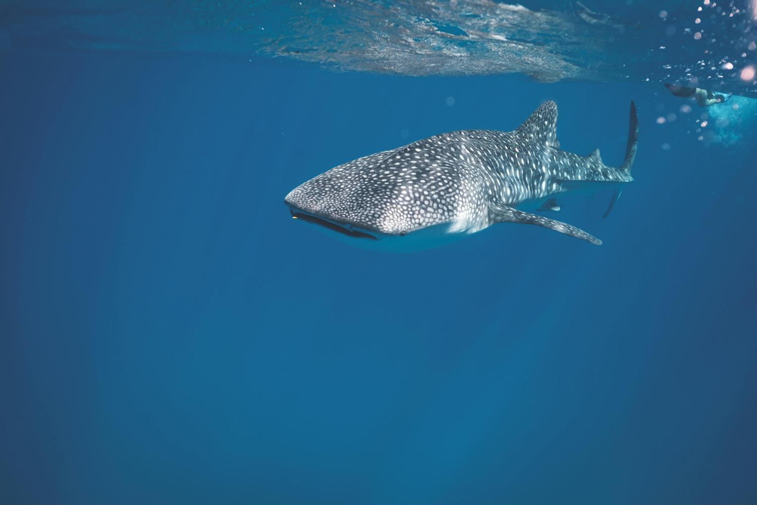 Requins baleines d'Ormuz
