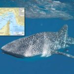 L'autre guerre silencieuse dans le détroit d'Ormuz (dont personne ne parle) : les requins baleines et les dugongs sont assiégés