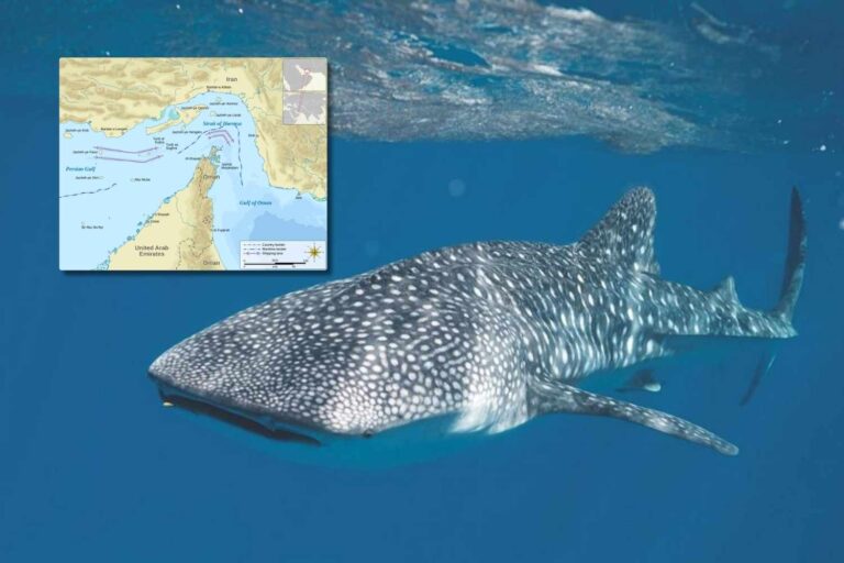 L'autre guerre silencieuse dans le détroit d'Ormuz (dont personne ne parle) : les requins baleines et les dugongs sont assiégés