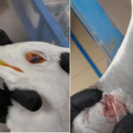 Mouette battue à coups de bâton à la recherche de nourriture, horreur au marché Trionfale à Rome : rapporte un commerçant