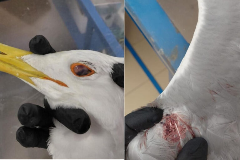 Mouette battue à coups de bâton à la recherche de nourriture, horreur au marché Trionfale à Rome : rapporte un commerçant