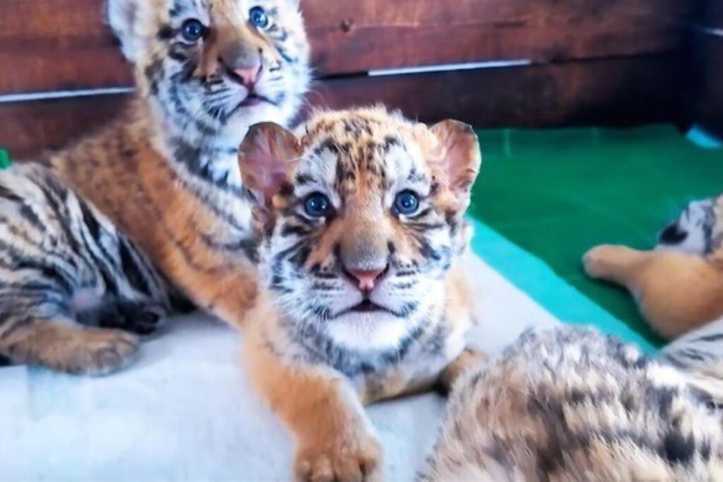 Plus de 30 (adorables) bébés tigres de Sibérie nés en Chine : un espoir ravivé pour cette espèce rare (mais ils resteront en captivité)