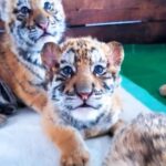 Plus de 30 (adorables) bébés tigres de Sibérie nés en Chine : un espoir ravivé pour cette espèce rare (mais ils resteront en captivité)