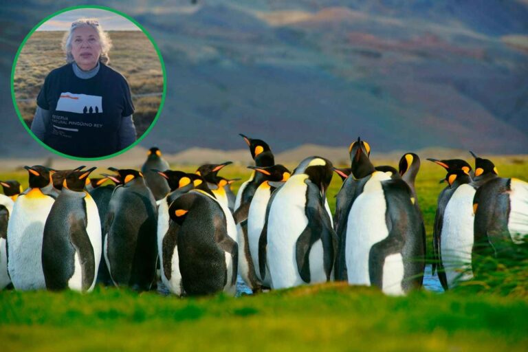 Je vais te raconter l'histoire de la dame pingouin du bout du monde