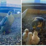 La meilleure émission de téléréalité ? La nature sans filtres ! Parce qu'on aime tellement les webcams qui révèlent la vie des animaux