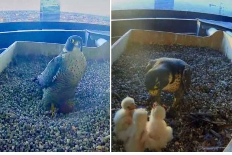 La meilleure émission de téléréalité ? La nature sans filtres ! Parce qu'on aime tellement les webcams qui révèlent la vie des animaux
