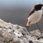 Extraordinaire! Le traquet à tête rouge, l'oiseau migrateur « fantôme » extrêmement rare, a été observé pour la première fois en Italie
