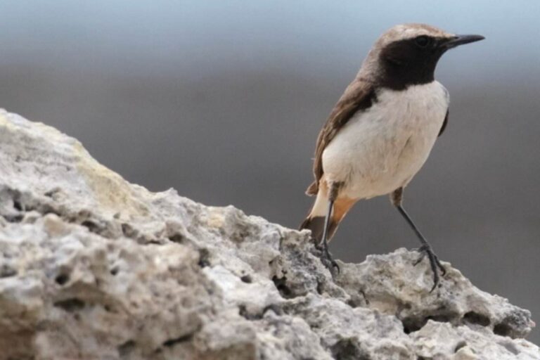 Extraordinaire! Le traquet à tête rouge, l'oiseau migrateur « fantôme » extrêmement rare, a été observé pour la première fois en Italie