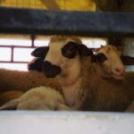 L'enfer en mer : 4 000 moutons et chèvres morts piégés dans un navire en feu à Oman