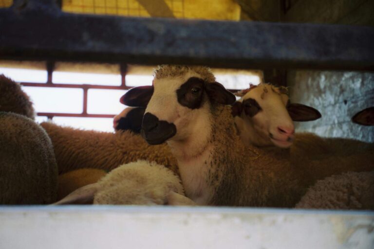 L'enfer en mer : 4 000 moutons et chèvres morts piégés dans un navire en feu à Oman