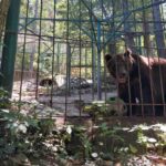 Cet ours brun souffre dans un zoo depuis qu'il est petit : aidons Tim à commencer une nouvelle vie dans un sanctuaire