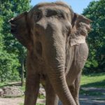 Goodbye Happy, l'éléphant qui s'est reconnue dans le miroir est décédée : elle était le symbole des droits des animaux détenus dans les zoos