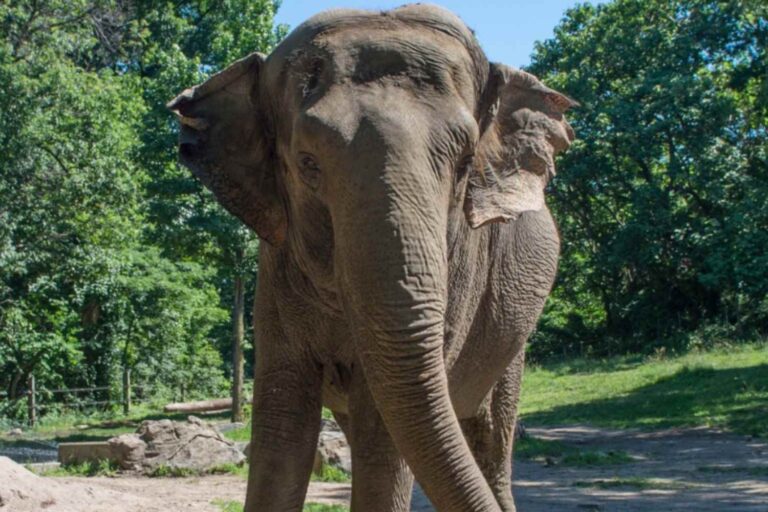 Goodbye Happy, l'éléphant qui s'est reconnue dans le miroir est décédée : elle était le symbole des droits des animaux détenus dans les zoos