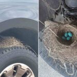 Deux grives pondent des œufs bleus sur le volant d'un pick-up (et maintenant ils ne peuvent plus être vendus) : la trappe passionnante chez un concessionnaire