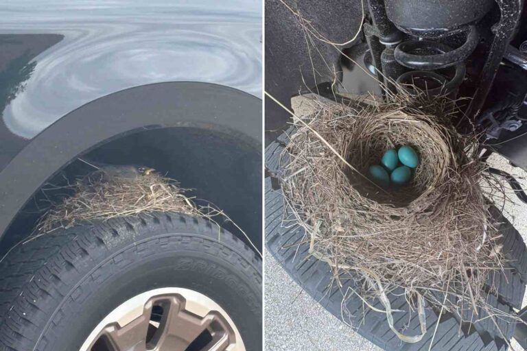 Deux grives pondent des œufs bleus sur le volant d'un pick-up (et maintenant ils ne peuvent plus être vendus) : la trappe passionnante chez un concessionnaire
