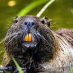 Hourra! Le castor européen est de retour sur les rives du Tessin après des décennies d'absence (et les citoyens pourront se joindre à la mission de surveillance)