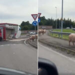 Un camion se renverse et des dizaines de porcs s'enfuient effrayés dans la rue : chaos et circulation détraquée dans la région de Reggio Emilia