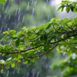 Même les plantes « sentent » la pluie, une recherche qui change la vision du monde végétal